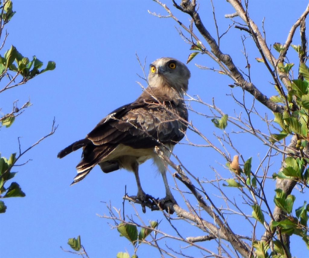 Biancone (Circaetus gallicus)